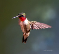 Colibri a gorge rubis ( mâle ) -Ruby-throated Himmingbird