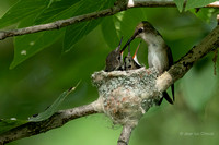 Colibri a gorge rubis ( femelle ) -Ruby-throated Himmingbird