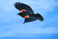 Carouge a épaulettes (mâle )  Red winged Blackbird