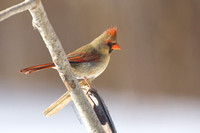 Cardinal rouge ( femelle ) Northern Cardinal