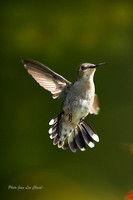 Colibri a gorge rubis ( femelle ) -Ruby-throated Himmingbird