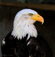 Pygargue a tête blanche - Bald Eagle