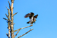 Balbuzard pêcheur - Osprey