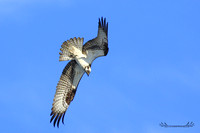 Balbuzard pêcheur - Osprey