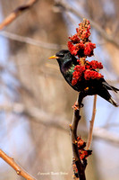 Étourneau Sansonnet-European Starling