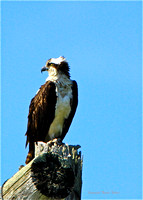 Balbuzard pêcheur - Osprey