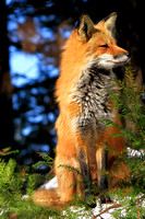 Renard ( femelle )au jardin botanique