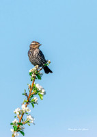 Carouge a épaulettes - Red-Winged Blackbird