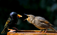 Étourneau Sansonnet-European Starling
